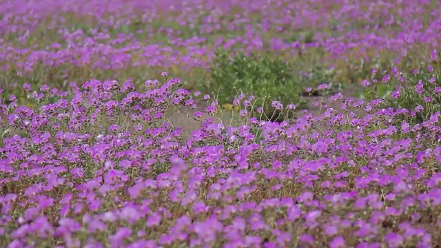 Desierto Florido