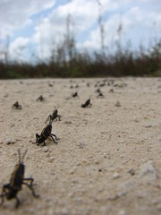 Grasshopper Crossing