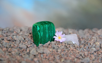 Polished malachite  with Lithops flower