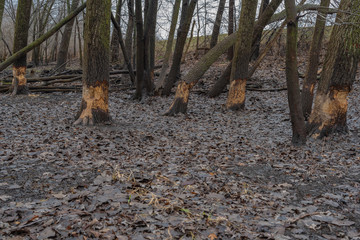 Trees in the forest chewed by beaver to build a dam