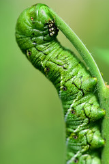 Manduca sexta