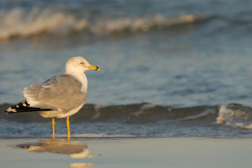 Fototapeta na wymiar Gull On Vacation