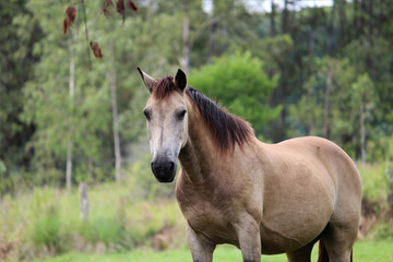 Obraz premium horse in the field - 2