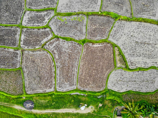 Vertical view of terraced rice paddy fields and farmer's foot path