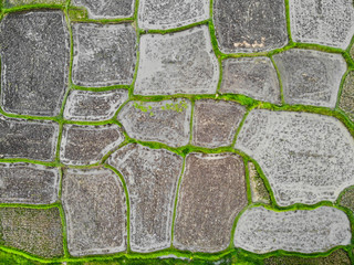 Vertical view of only wet rice paddy fields