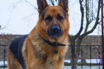 Sad German shepherd dog looking at the camera during the first snow, the beginning of winter