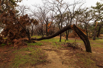 Snapped tree trunk after strong typhoon winds in park