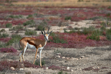 Springbok (Antidorcas marsupialis) grazing in the savannah