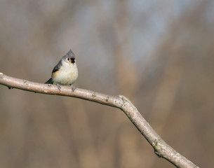 Tufted Titmouse in Late Autumn