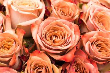 Closeup of flowers closeup