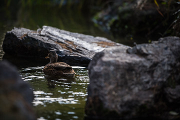 Duck from Phoenix French Park