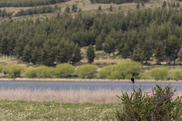 Black bird perching on a top of a bush