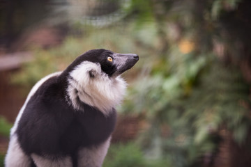 Lemur from Phoenix French Park