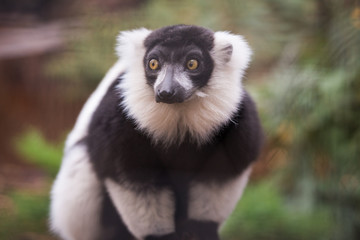 Naklejka premium Lemur from Phoenix French Park