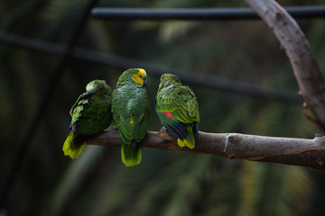 Parrot bird from Phoenix Park in France