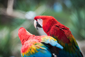 Parrot bird from Phoenix Park in France