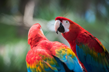 Parrot bird from Phoenix Park in France