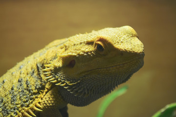 フトアゴヒゲトカゲ