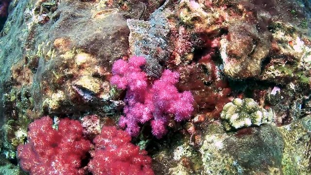 Scorpionfish on a tropical coral reef