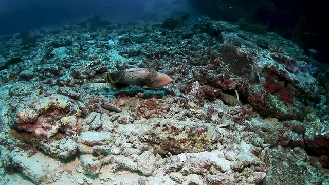 A yellow margin (Pink) Triggerfish on a tropical coral reef