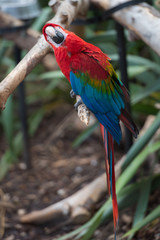Parrot bird from Phoenix Park in France