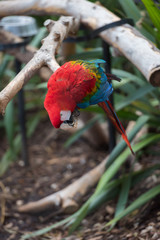 Parrot bird from Phoenix Park in France