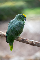 Parrot bird from Phoenix Park in France