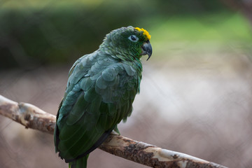 Parrot bird from Phoenix Park in France