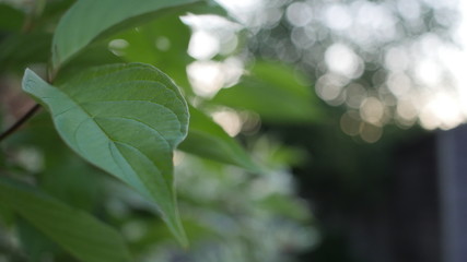 Green Leaves of a Tree
