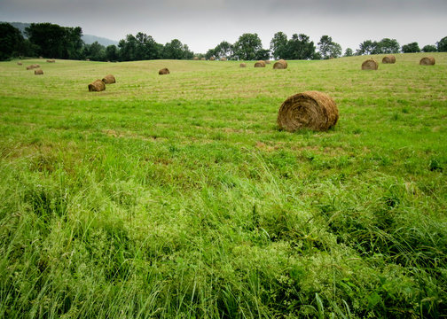 Hay Bails in the Field