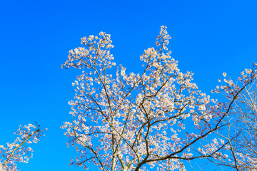桜咲く新倉山浅間公園と忠霊塔
