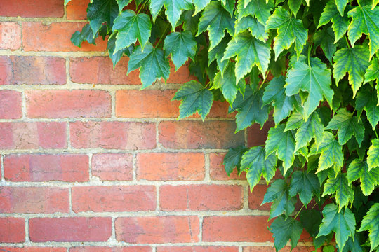 Green ivy leaves on red brick wall background