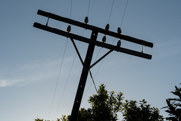 Outdated technology. The top of an old telegraph pole standing askew and silhouetted against the...