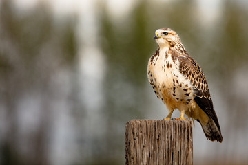 Swanson Hawk
