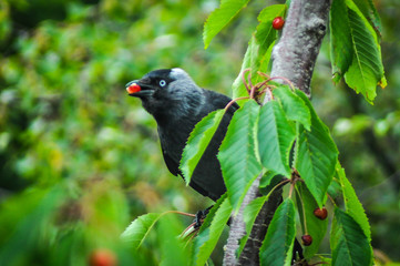 Black bird