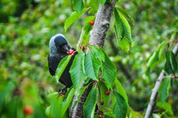 Black bird