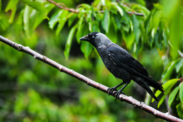 Black bird