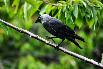 Black bird