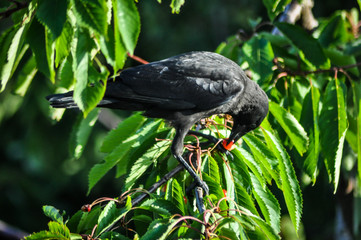 Black bird