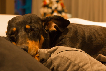 dog in bed
