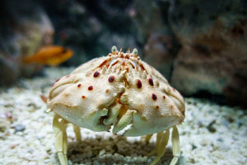 Crab Crete Greece Europe