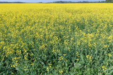 A Canola field in Alberta, Canada
