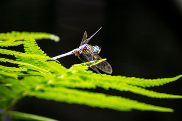 Dragoon Fly On Fern