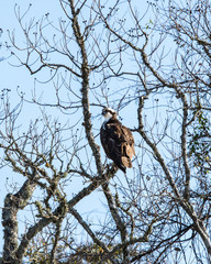 Osprey along the nature trail!