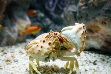 Crab Crete Greece Europe