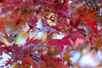 Close up on Japanese Maple in Autumn with beautiful on red and vibrant Autumn foliage.
