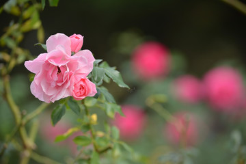 Obraz premium Pink roses