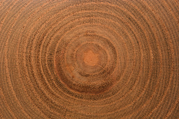 Naklejka premium Growth Rings Bckground