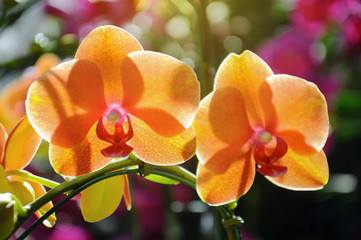 Orange orchid lit by sunlight