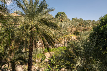 Fototapeta na wymiar Terraces around Misfat, Oman